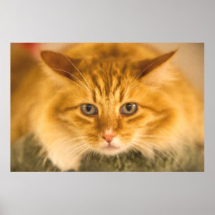 MAINE COON CAT STARE DOOD POSTER