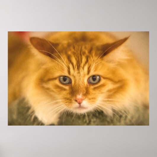 MAINE COON CAT STARE DOOD POSTER (Voorkant)