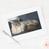 Maine Coon Cat Stickers (Envelop)