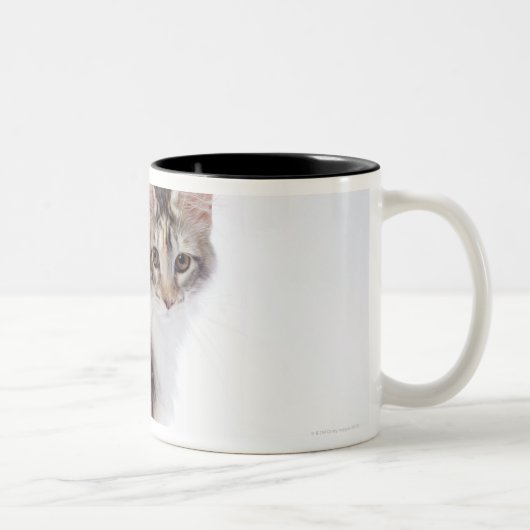 Maine Coon cat Tweekleurige Koffiemok (Rechts)