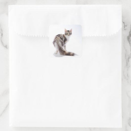 Maine Coon cat Vierkante Sticker (Tas)