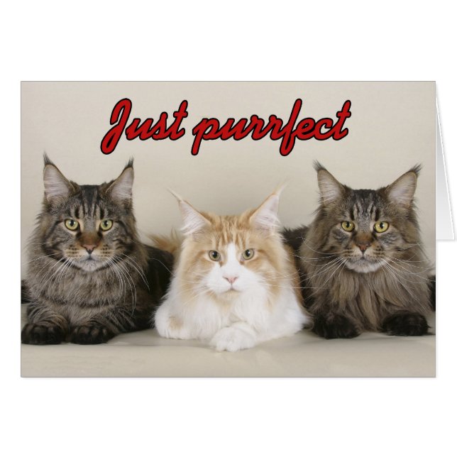 Maine Coon Cats (Voorkant Horizontaal)