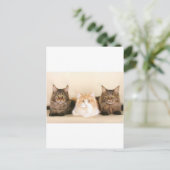 Maine coon Cats Briefkaart (Staand voorkant)