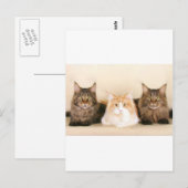 Maine coon Cats Briefkaart (Voorkant / Achterkant)