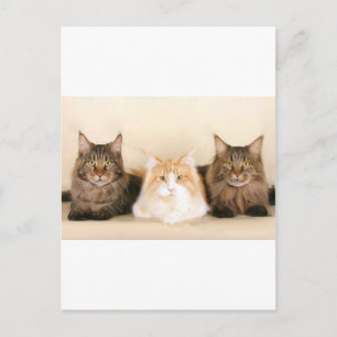 Maine coon Cats Briefkaart