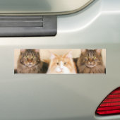 Maine coon Cats bumper sticker (Op auto)