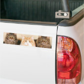 Maine coon Cats bumper sticker (Op Truck)