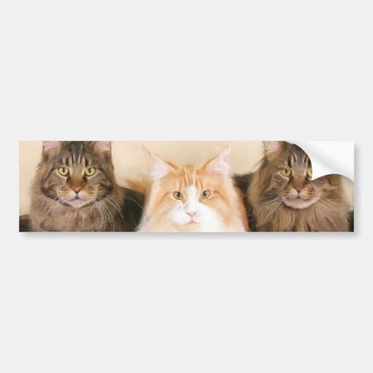 Maine coon Cats bumper sticker (Voorkant)