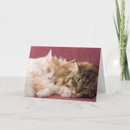 Maine Coon cats greeting card Feestdagen Kaart