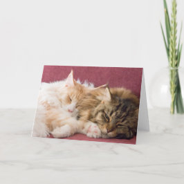 Maine Coon cats greeting card Feestdagen Kaart