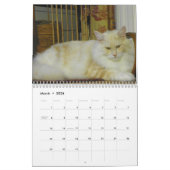 Maine Coon Cats Kalender (Mar 2026)