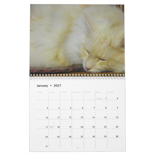 Maine Coon Cats Kalender (Jan 2027)