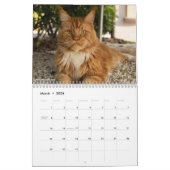 Maine Coon Cats | Main Coon Life Kalender (Mar 2026)