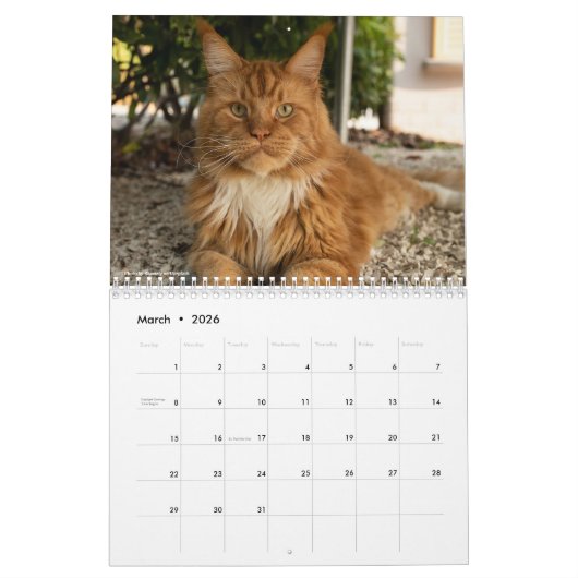 Maine Coon Cats | Main Coon Life Kalender (Mar 2026)