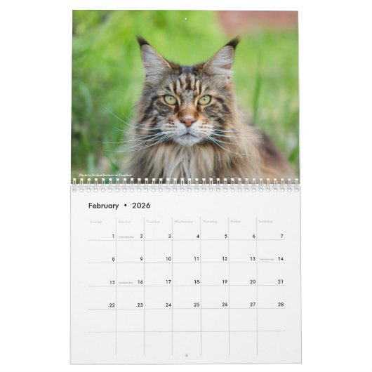 Maine Coon Cats | Main Coon Life Kalender (Feb 2026)