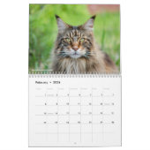Maine Coon Cats | Main Coon Life Kalender (Feb 2026)