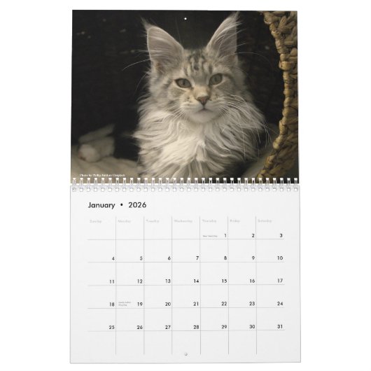 Maine Coon Cats | Main Coon Life Kalender (Jan 2026)