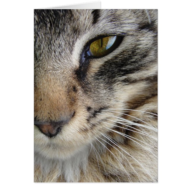 Maine Coon Cat's oog (Voorkant)