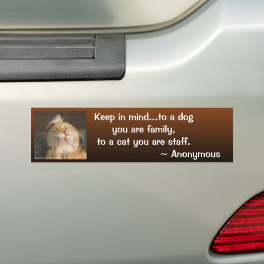 Maine Coon Close-up foto Personalized Bumpersticker (Op auto)