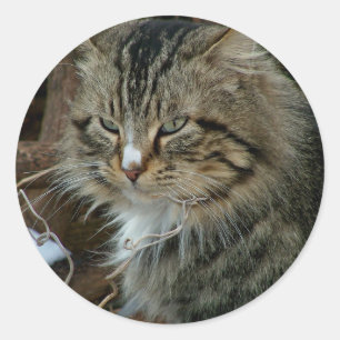 Maine Coon Feral Cat in Winter Portrait Ronde Sticker