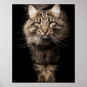 Maine Coon grote katten stemmen Poster