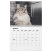 Maine Coon Kalender (Mar 2027)