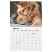 Maine Coon Kalender (Jan 2027)