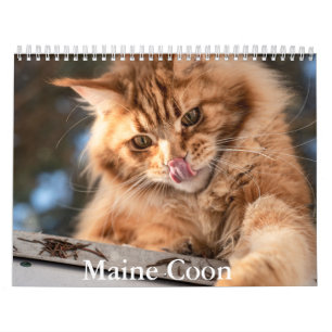 Maine Coon Kalender