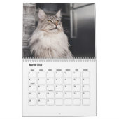 Maine Coon Kalender (Mar 2026)