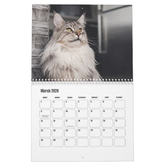 Maine Coon Kalender (Mar 2026)
