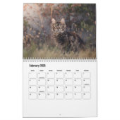 Maine Coon Kalender (Feb 2026)