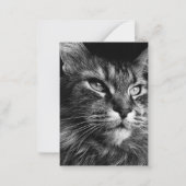 Maine coon kat 3,5 x 2,5 notitiekaartje (Voorkant)