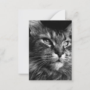 Maine coon kat 3,5 x 2,5 notitiekaartje