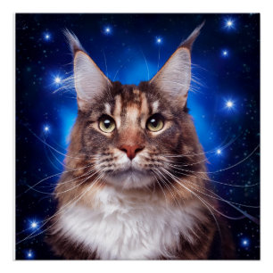 Maine Coon Kat Blauwe Achtergrond Sterren Perfect Poster