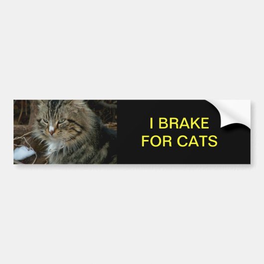 Maine Coon Kat Bumper Sticker (Voorkant)