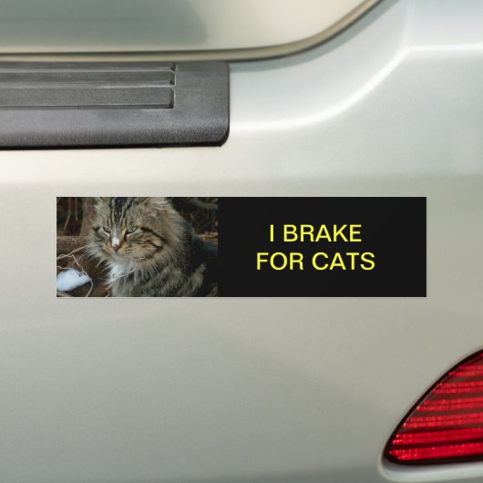 Maine Coon Kat Bumpersticker (Op auto)