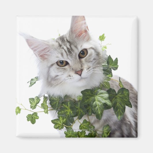 Maine Coon-kat en ornament van vis Magneet (Voorkant)