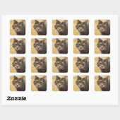 Maine Coon Kat Foto Stickers (Vel)