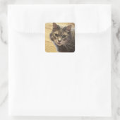 Maine Coon Kat Foto Stickers (Tas)