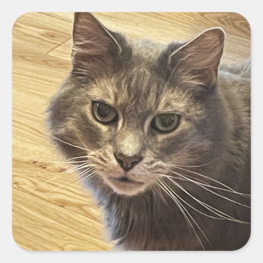Maine Coon Kat Foto Stickers (Voorkant)