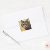 Maine Coon Kat Foto Stickers (Envelop)
