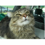 Maine Coon kat Fotobeeldje Sleutelhanger<br><div class="desc">Maine Coon kat met een zoete blik.</div>