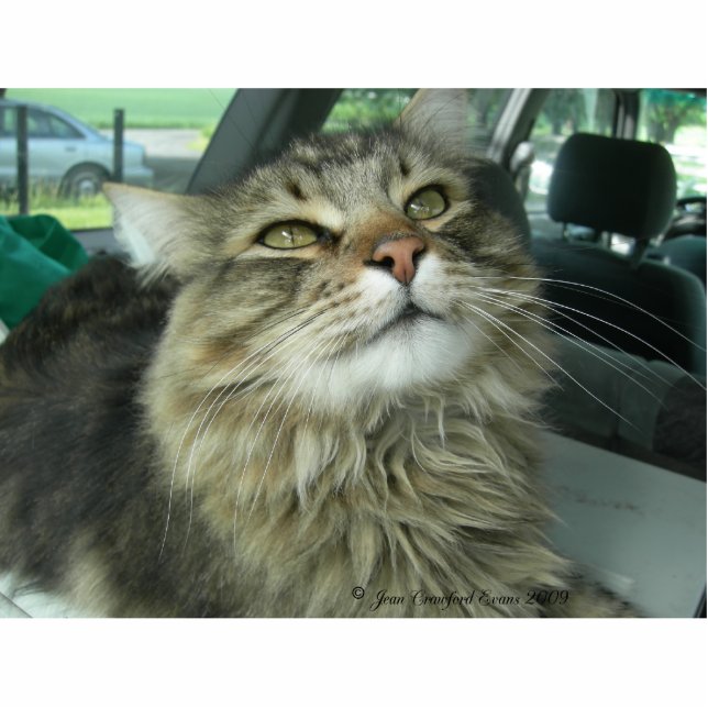 Maine Coon kat Fotobeeldje Sleutelhanger (Voorkant)