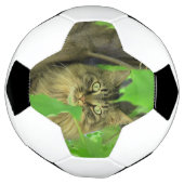 Maine Coon Kat in Boom Voetbal (Gedraaid)