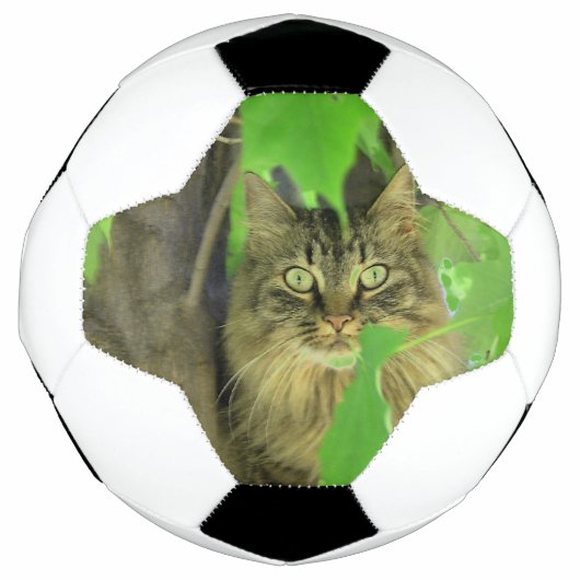 Maine Coon Kat in Boom Voetbal (Voorkant)