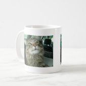 Maine Coon kat Koffiemok (Voorkant links)