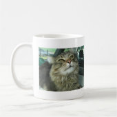 Maine Coon kat Koffiemok (Links)