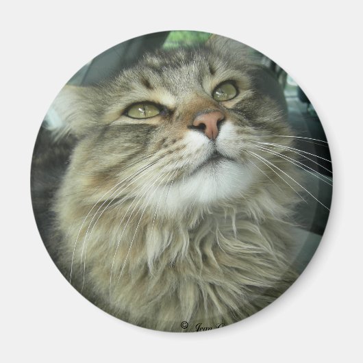 Maine Coon kat Magneet (Voorkant)