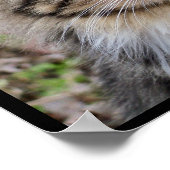 Maine Coon Kat Portret Foto Poster (Hoek)