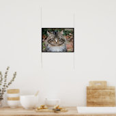 Maine Coon Kat Portret Foto Poster (Keuken)